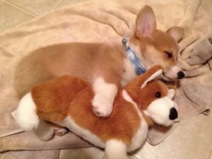柯基犬好养吗？柯基：性格温顺而且还很好养活，受很多人喜欢