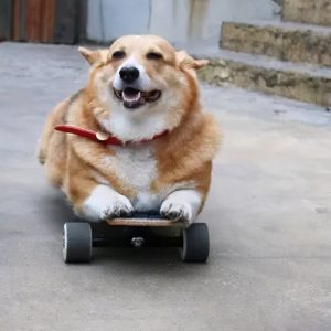 柯基犬如何喂养？柯基犬喂养的6种方法