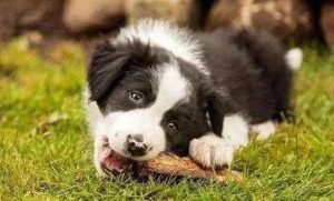 狗界智商排行第一的“边境牧羊犬”，好养吗？