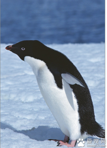 企鹅一般是在几月份产卵的？企鹅怎么产卵?