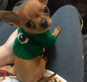 吉娃娃多少钱一只？吉娃娃的价格跟什么因素有关