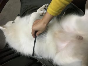 教你如何辨别“泰迪犬”和“贵宾犬”（泰迪和贵宾的不同点）