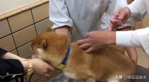 关于柴犬狗狗打疫苗阶段时期：疫苗周期、选择、时间间隔、费用