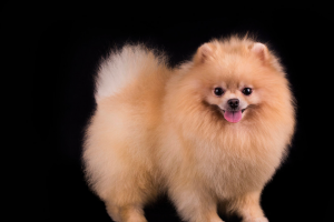 博美犬纯不纯，是怎么判断的？怎么看是不是纯种博美？