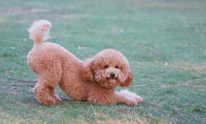 教你如何辨别“泰迪犬”和“贵宾犬”（泰迪和贵宾的不同点）