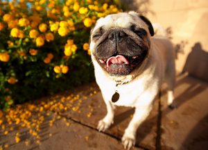 巴哥犬5个“冷知识