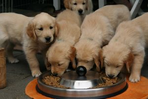 饲养金毛犬最正确的方法（怎么照顾好金毛？）