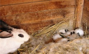 黑耳熊猫兔的养殖方法介绍，黑耳熊猫兔的生活习性是怎么样的？