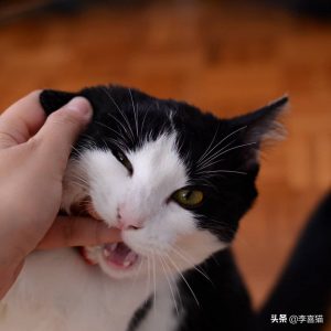 猫咪咬人一般有这四个原因（猫咪咬人的原因）