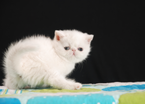 加菲猫纯不纯要看什么地方？怎么判断是不是纯种的加菲猫？
