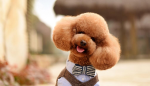 泰迪犬价格便宜，为什么养的人那么少？