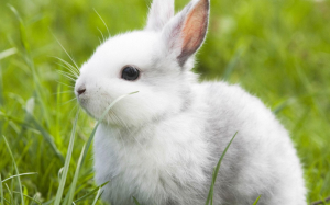 兔子拉稀的原因，治兔子拉稀最有效的办法