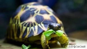 辐射龟多少钱一只？辐射龟生存环境是怎么样的？