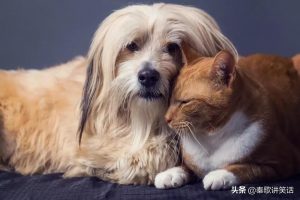 十种能与猫咪和睦相处的最佳犬种（什么狗能和猫和平相处？）