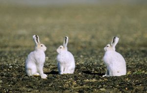 北极兔长什么样？北极兔是群居动物吗？