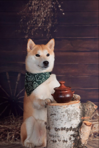 柴犬挑食不吃狗粮怎么办？柴犬挑食6个解决办法