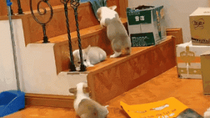 柯基犬如何喂养