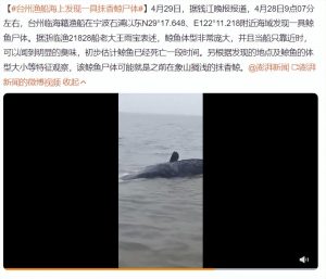 鲸类搁浅，为何这么难抢救？鲸为什么会经常搁浅？