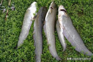 鲶鱼最喜欢吃哪种味型的食物？鲶鱼的摄食习性和垂钓方法