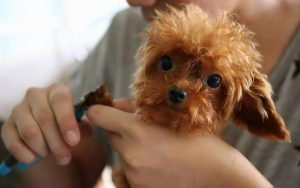 教你如何辨别“泰迪犬”和“贵宾犬”（泰迪和贵宾的不同点）