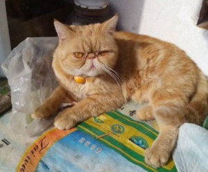加菲猫纯不纯要看什么地方？怎么判断是不是纯种的加菲猫？