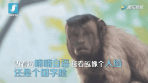 火爆全网的“国字脸”猴，到底是不是特效？