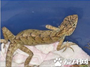 怎样养蜥蜴饲养？宠物蜥蜴需要注意的事项