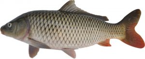 常见常养的七种大宗淡水鱼类介绍
