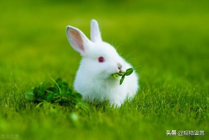 兔子的种肢体语言解释（兔子表达爱意是怎么样的？）