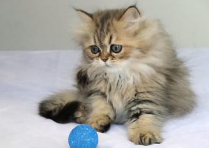 金吉拉猫为什么少人养？金吉拉猫少人养的原因