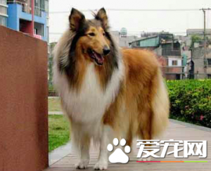 苏格兰牧羊犬每天吃多少顿