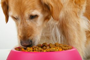 能提高金毛犬抵抗力的8种食物（金毛犬吃什么可以提高抵抗力）