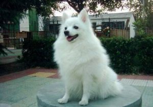 银狐犬的介绍（银狐犬的外貌特征）