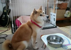 饲养柴犬需要注意什么？7大饲养柴犬攻略