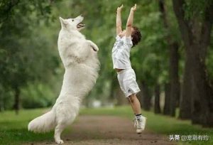 德国牧羊犬的分类（不同德牧的介绍）