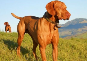 哪种品种的狗狗跑得快？跑得快的狗狗是哪些？