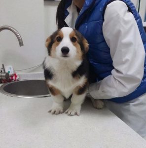 柯基犬如何喂养？柯基犬喂养的6种方法