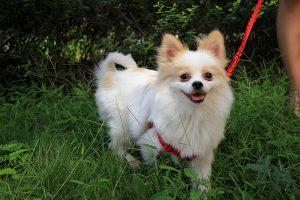 养狗养博美犬的原因？养博美犬的好处是什么？