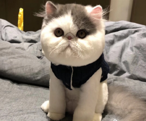 加菲猫纯不纯要看什么地方？怎么判断是不是纯种的加菲猫？