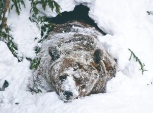 熊在冬眠的时候会冻僵吗？