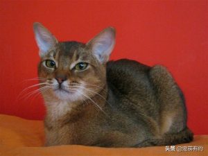 阿比西尼亚猫的性格是怎么样的？阿比西尼亚猫生活环境是怎么样的？