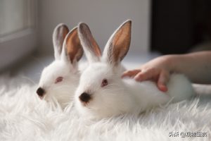 兔子的种肢体语言解释（兔子表达爱意是怎么样的？）
