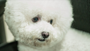 比熊犬好养吗？比熊犬的优点多吗？