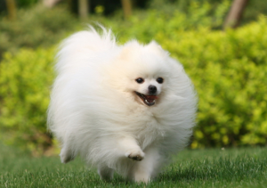 博美犬多少钱呢？博美幼犬到家，要注意什么？