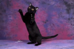 黑猫一定是孟买猫么？纯种孟买猫到底是什么样的？判别孟买猫的关键点