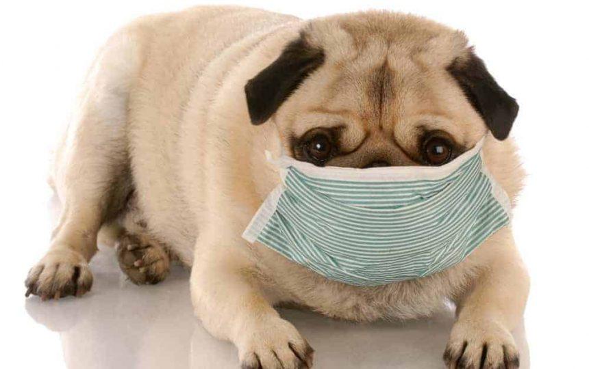 狗狗患犬瘟热怎么办?主人可按这3点做好预防 狗狗患犬瘟热怎么办?主人可按这3点做好预防
