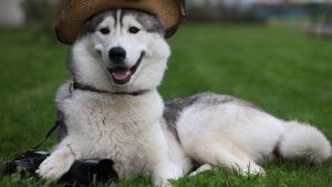 哈士奇—西伯利亚雪橇犬介绍、喂养等