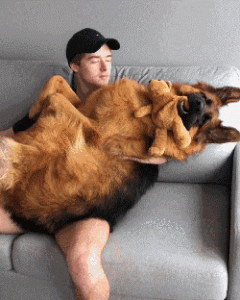 德国牧羊犬的价格是多少？为何养它的人少了？