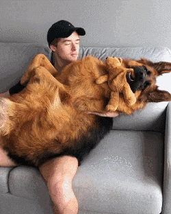 德国牧羊犬价格一路下跌，为何养它的人却少了？