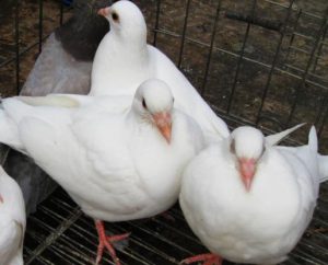 鸽子怎么养？鸽子的养殖技巧是什么？